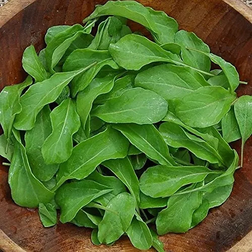 Arugula Seeds - Organic Heirloom Astro Variety - Non-GMO Fresh Seed Pack - Eruca sativa Greens for Salad Gardening