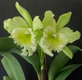 Blc. Sung Ya Green King Dragon Cattleya Orchid Plant Near Blooming Size in 4.5" Pot - Hybrid Orchid for Indoor Garden
