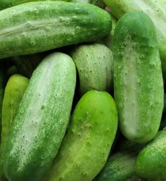 Boston Pickling Cucumber Seeds – 50+ Non-GMO Vegetable Garden Seeds Cucumis sativus for Home Growing