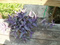 Purple Heart Wandering Jew Plant - Well-Rooted Starter - Tradescantia pallida - Great for Hanging Baskets or Pots