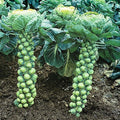 Brussels Sprout Seeds - 200+ Heirloom Organic Non-GMO - Catskill Variety - Brassica oleracea