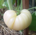 Great White Tomato Seeds - 120+ Heirloom Organic NON-GMO Beefsteak Variety - Rare Heirloom Gardening Seeds