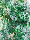 Monstera Adansonii Swiss Cheese Cuttings - Indoor/Outdoor House Plant - 3 Cuttings for Home Decor