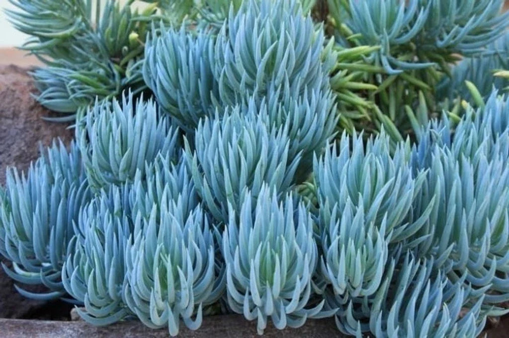 Blue Chalk Sticks Succulent Cutting - Healthy Rare Live Plant - Easy Care - Senecio serpens