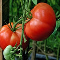 Burpee Big Boy Tomato Seeds – Organic Non-GMO Hybrid Seeds for Juicy, Large Tomatoes – Solanum lycopersicum, 120+ Seeds