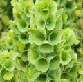 Bells of Ireland Flower Seeds, 100+ Seeds, Green Flowers, Moluccella laevis, Free Shipping
