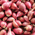 Nero Shallot Sets Bulbs | Traditional Round Onion Seed | Fast Shipping | Allium ascalonicum