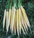 Carrot Seeds - Lunar White Variety - 150 Seeds - Daucus carota - Non-GMO, Easy to Grow, Home Garden, White Carrots