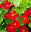 Nasturtium Seeds 20 Count Globe of Fire Red Scarlet Edible Fragrant Tropaeolum majus