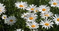 Roman Chamomile Seeds - 1000+ Medicinal Herb, Fragrant Groundcover, Perennial, Chamaemelum nobile