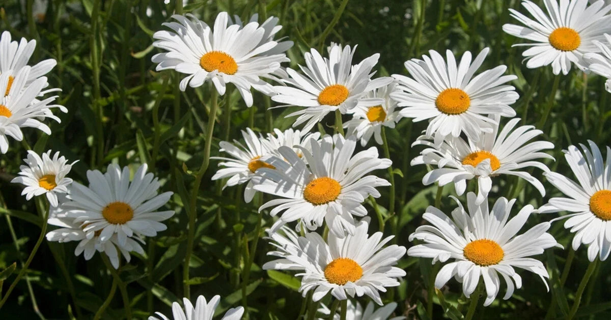 Roman Chamomile Seeds - 1000+ Medicinal Herb, Fragrant Groundcover, Perennial, Chamaemelum nobile