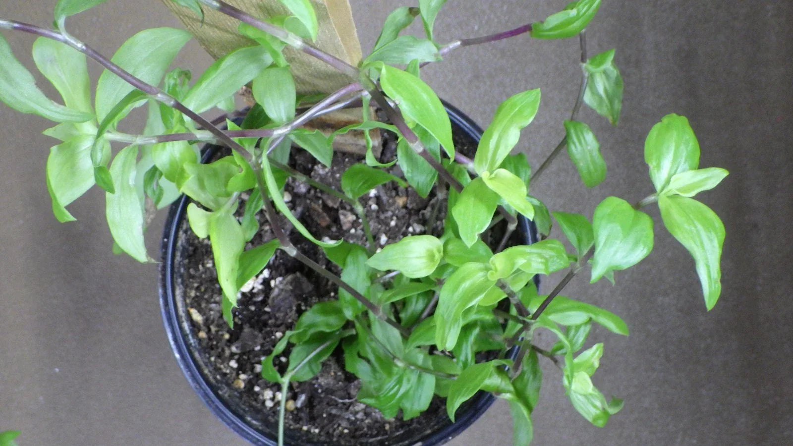 Tradescantia Fluminensis "Golden Wing" Cuttings - Wandering Jew Plant - Easy Care Houseplant for Propagation