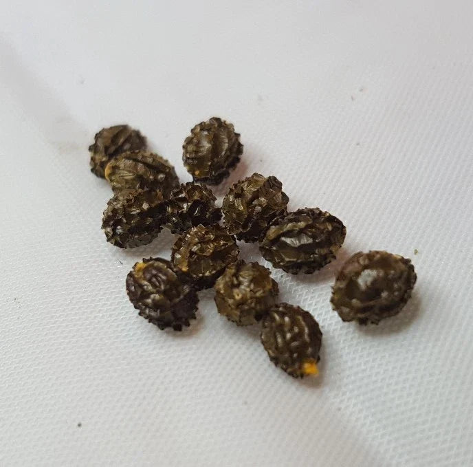 Dwarf Papaya Seeds - 36+ Tropical Fruit Tree Seeds - Carica papaya - Compact Garden Planting for Small Spaces
