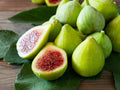 Green Ischia Fig Cuttings - 2 Pack with Willow Water for Rooting - Ficus carica