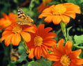 Mexican Torch Sunflower Seeds - 25 Fresh Seeds - Helianthus Maximiliani