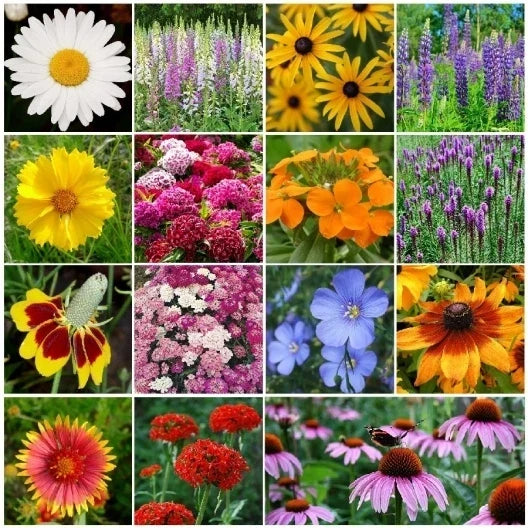 All Perennial Wildflower Mix - 15 Species Seed Packet for Native, Drought-Resistant, Pollinator-Friendly Gardens