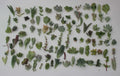 Unique Succulent Cuttings Collection - 30 Varieties - JIIMZ Succulents - Ideal for Gardening and Home Decor