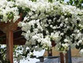 Bougainvillea Starter Plant - Key West White - Live Plug Plant - Bougainvillea spp. - USA Seller