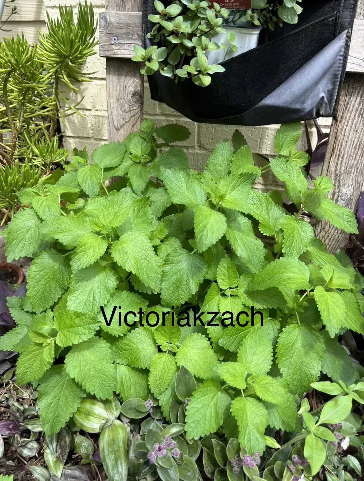 Lemon Balm Seeds - Heirloom Non-GMO Edible Herb for Tea & Mosquito Repellent - Melissa officinalis