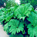 Gunnera Manicata Seeds - 25 Count - Giant Hardy Exotic Flower Plant - Rare "Dinosaur Food" Seeds for Gardens