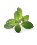 Sweet Marjoram Seeds - 100 Pack, Edible Culinary Herb, Origanum Majorana, Aromatic Medicinal Herb, Compact Growth