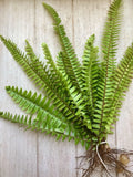 Rooted Boston Ferns 25 Pack - Nephrolepis exaltata - Healthy Fast-Growing Indoor & Outdoor Plants