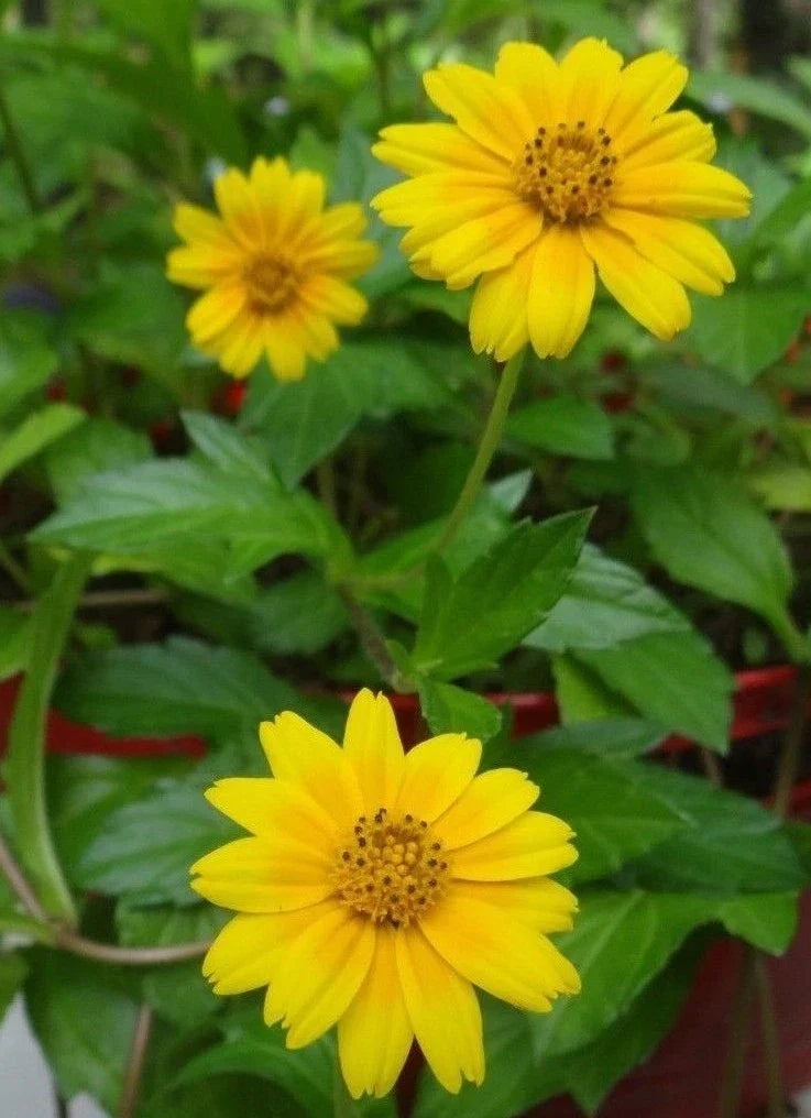 Creeping Daisy Live Plant + 1 Rooted + Yellow Perennial Cuttings + Wedelia