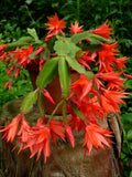 Epiphyllum Orchid Cactus Cutting 6"-10" | Fresh Plant | Succulent Variety | Epiphyllum spp.