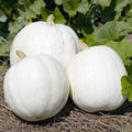 Casper Pumpkin Seeds 10 Pack White Cucurbita pepo Heirloom Vegetable Garden Seeds for Fall Decor & Cooking