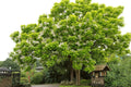 Catalpa Tree Seeds - 100 Count - Flowering Variety - Catalpa bignonioides