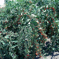 Goji Berry Cuttings 50 Pack Fresh Cuttings From Mature Plant Lycium barbarum, Ready to Flower and Fruit