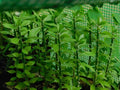 Pereskiopsis spathulata Grafting Stock Cactus Cuttings - 5 Pack, 4" - Ideal for Grafting and Propagation