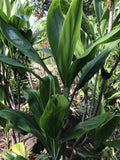 Hawaiian Green Ti Leaf Fresh Cuttings 6-Inch Starter Logs x6 - Cordyline fruticosa