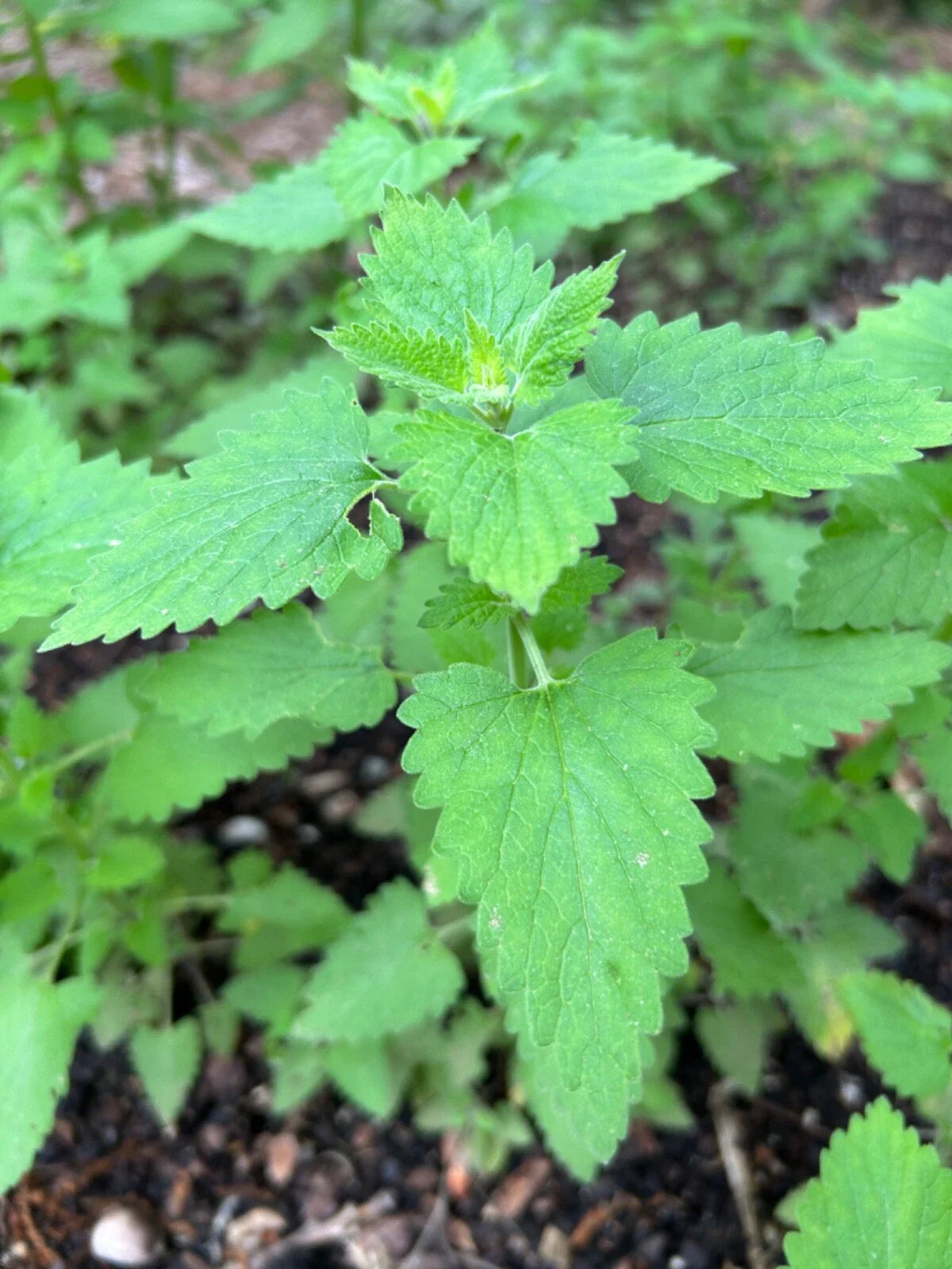 Catnip Plants - 3 Established Live Perennials - Nepeta Cataria - Organic, Pesticide-Free, Rooted Transplants for Cats