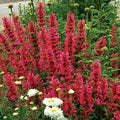 Raspberry Hyssop Seeds - 100 Perennial Flower Seeds - Agastache - US Seller