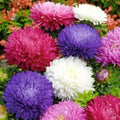 Aster Powder Puff Mix Seeds - 185 Count - Vibrant Cut Flower Annual - Callistephus chinensis