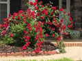Dr. Huey Rose Plant Cuttings – Live Climbing Shrub with Red Flowers – Rosa 'Dr. Huey' – 8 Healthy Gardening Cuttings