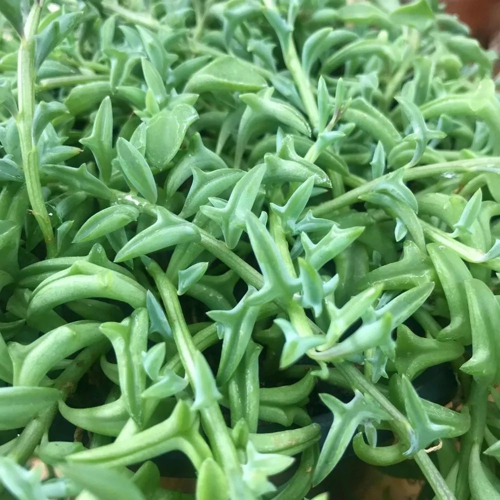 Hanging Succulent Cuttings - 6" String of Dolphins, Pearls, Bananas - Senecio, Curio, Graptopetalum