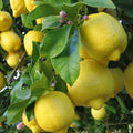 Organic Meyer Lemon Seeds - Non-GMO Citrus Seeds for Edible Fruit Tree - Citrus × meyeri
