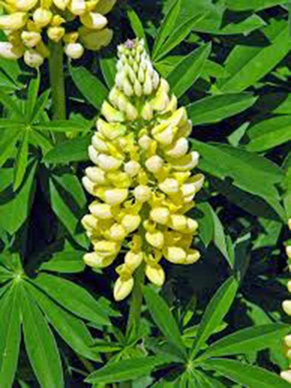Lupine Seeds, 20+ Seeds, Golden Yellow Flowers, Beautiful Lupinus perennis