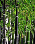 Black Bamboo Seeds - 150+ Seeds - Fast Growing Privacy Screen - Phyllostachys nigra