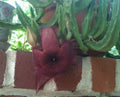 Stapelia Grandiflora Cuttings - Red Starfish Toad Cactus - Unique Carrion Plant - Easy to Grow Succulent