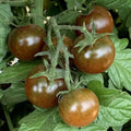 Brown Berry Tomato Seeds - 120+ Heirloom NON-GMO Organic, Rare Variety - Perfect for Home Gardening
