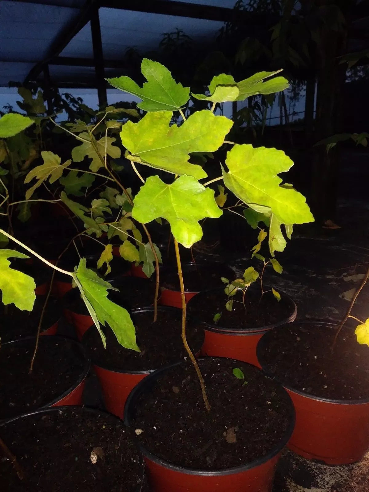 Ficus Brown Turkey Fig Tree 5-8" Tall Cold Hardy Plant