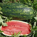 Kleckley's Sweet Watermelon Seeds – Heirloom, Large & Super Sweet, Citrullus lanatus, Pack of 10+ Seeds