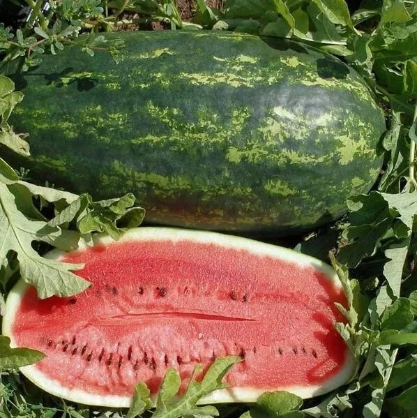 Kleckley's Sweet Watermelon Seeds – Heirloom, Large & Super Sweet, Citrullus lanatus, Pack of 10+ Seeds