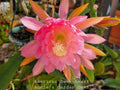 Unrooted Epiphyllum oxypetalum Cutting - American Sweetheart - 8-10 Inches for Indoor Garden Propagation