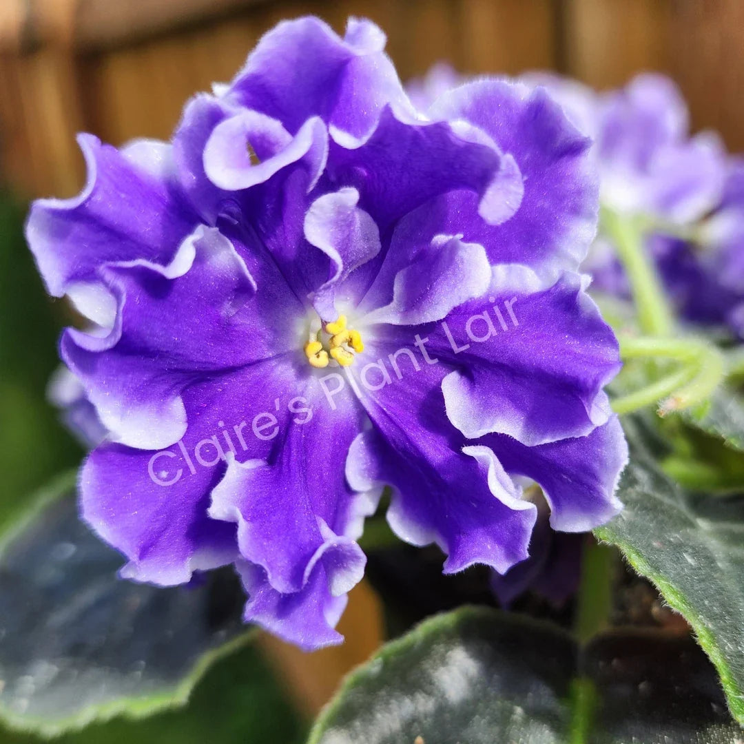 African Violet Leaf - Lightspeed Variety - Saintpaulia ionantha