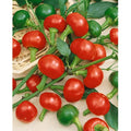 Large Red Cherry Hot Pepper Seeds - 100 Non-GMO Heirloom Capsicum annuum for Home Garden, Salsas & Culinary Use