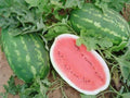 All Sweet Watermelon Seeds - Crimson Sweet Variety - Citrullus lanatus - 25+ Seeds for Home Garden, Juicy, Sweet Fruit